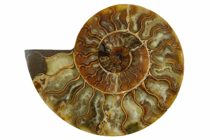 Cut & Polished Ammonite Fossil (Half) - Madagascar #347496